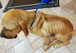 Pet Owner Alert: Could Your Dog’s Symptoms Indicate Malnutrition? Here’s What to Look For!