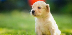 Spring Dog Health Alert: Don’t Overlook These Common Illnesses