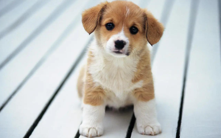 Spring Dog Health Alert: Don’t Overlook These Common Illnesses