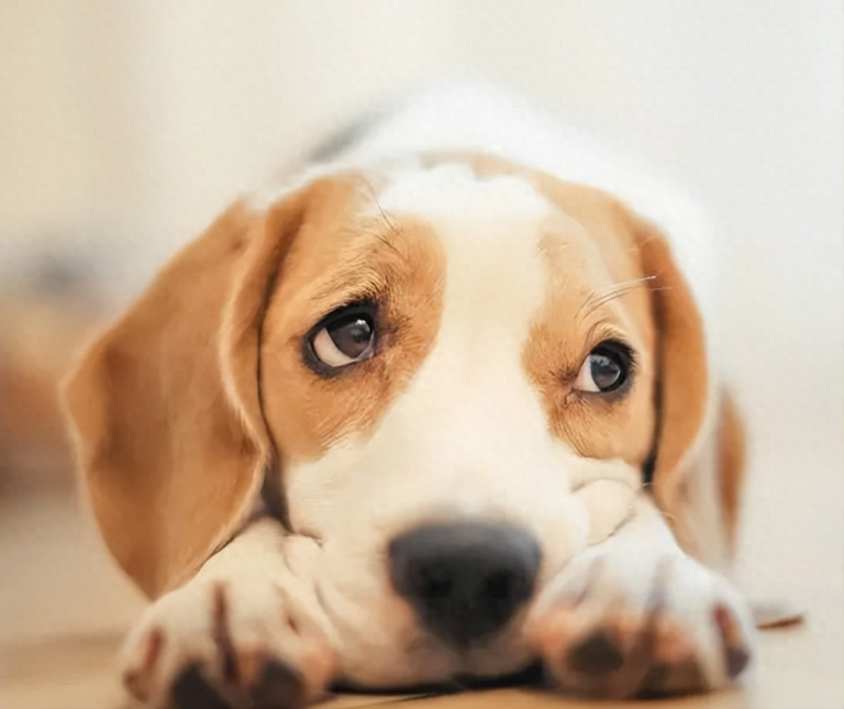Why Your Dog Is Suddenly Racing Through the House—and What You Didn’t Know