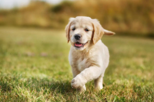 Why Your Dog Is Suddenly Racing Through the House—and What You Didn’t Know