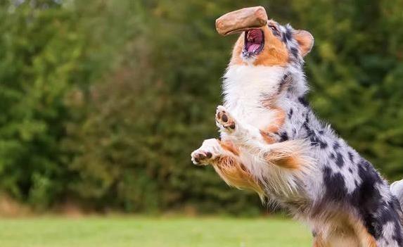 Dog Frisbee Training: Teach Any Breed to Catch Like a Pro