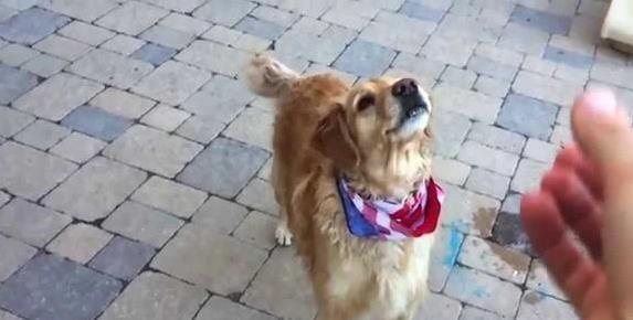 Dog Frisbee Training: Teach Any Breed to Catch Like a Pro