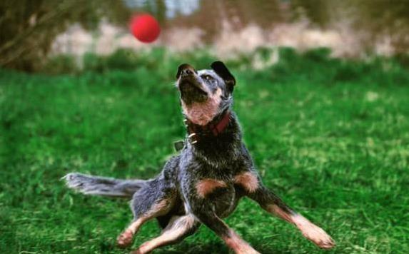 Dog Frisbee Training: Teach Any Breed to Catch Like a Pro
