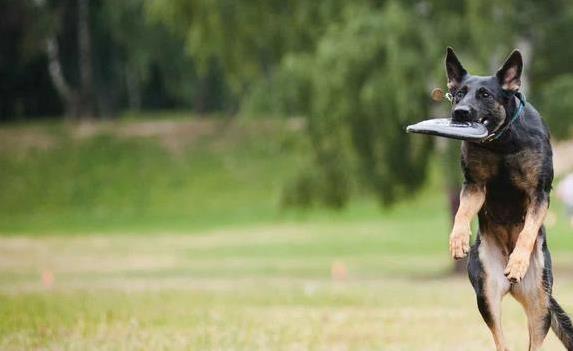Dog Frisbee Training: Teach Any Breed to Catch Like a Pro