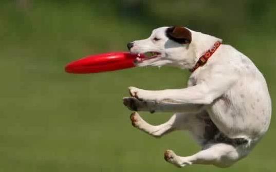Dog Frisbee Training: Teach Any Breed to Catch Like a Pro