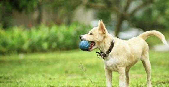 Dog Frisbee Training: Teach Any Breed to Catch Like a Pro