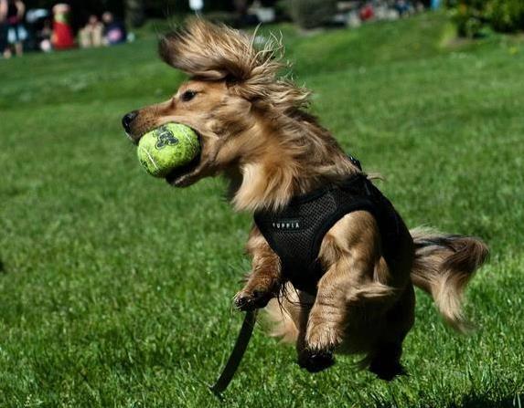 Dog Frisbee Training: Teach Any Breed to Catch Like a Pro