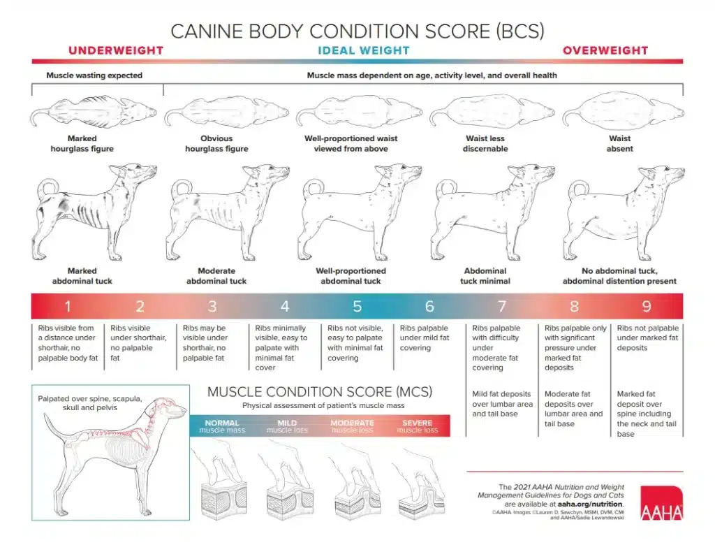signs of malnutrition in dogs