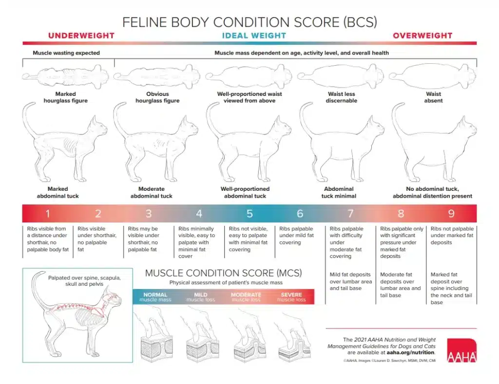 signs of malnutrition in dogs