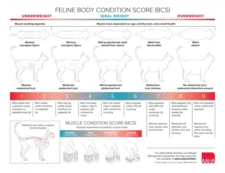 Malnutrition in Dogs: Dog Malnourished Symptoms, Causes, Diagnosis & Treatment