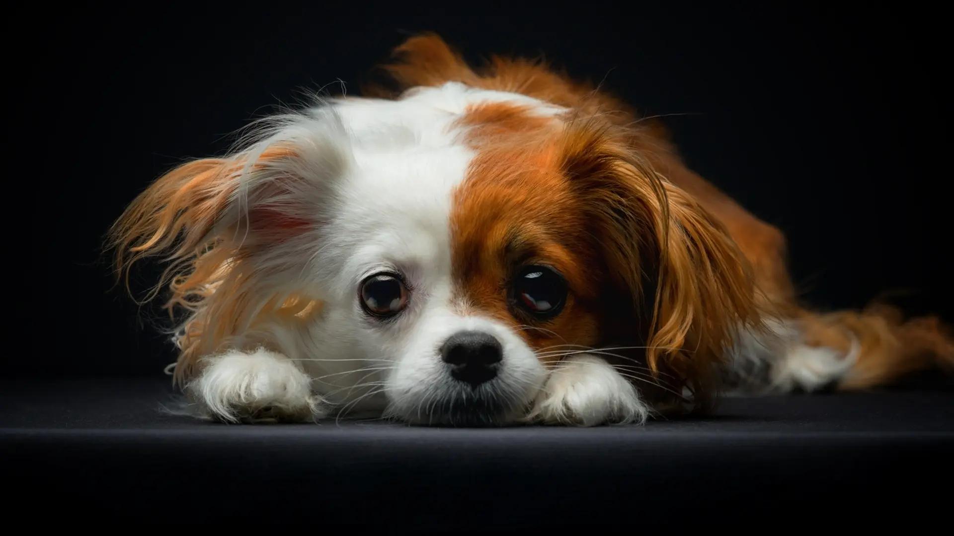 Dog Care Tips: Avoid Harmful Mistakes for a Healthy Pet