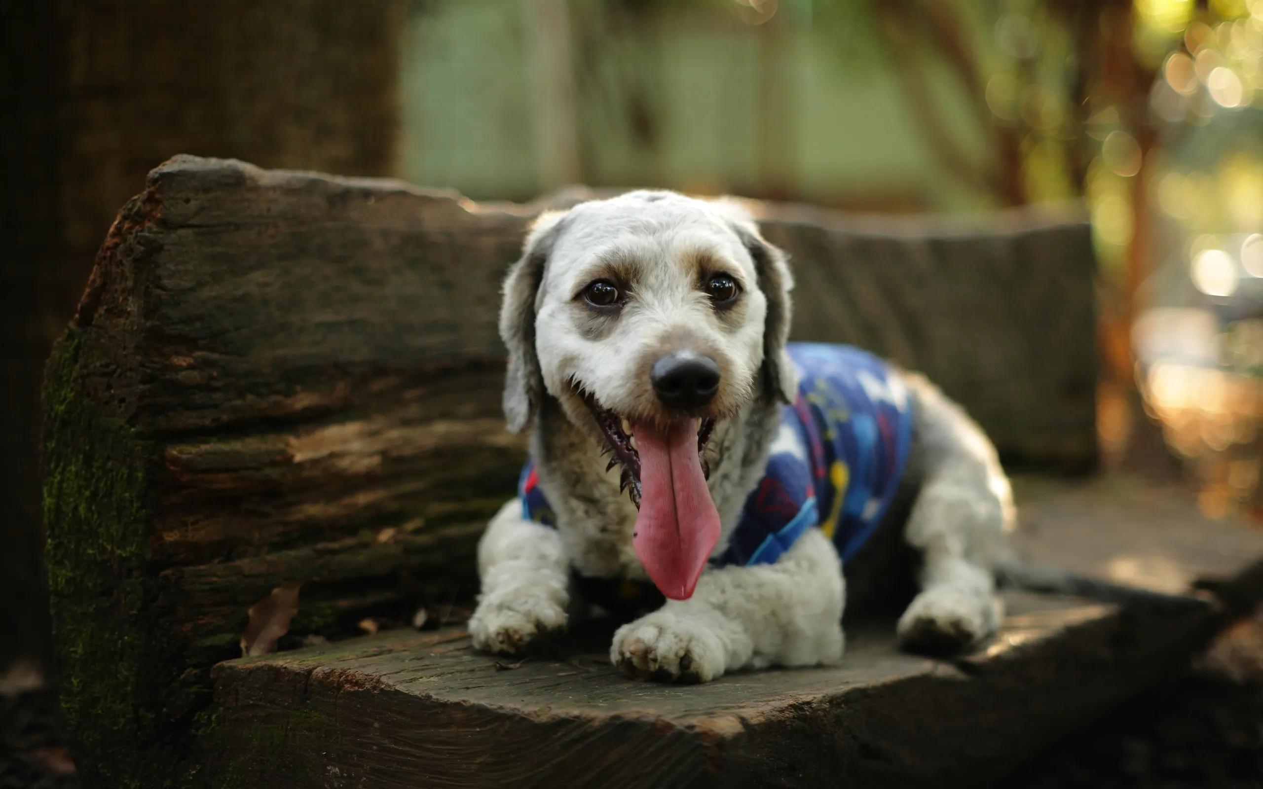 Dog Heatstroke