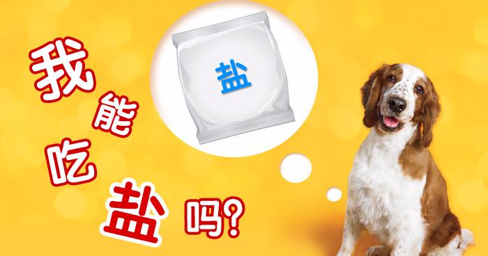 Dog Image 1