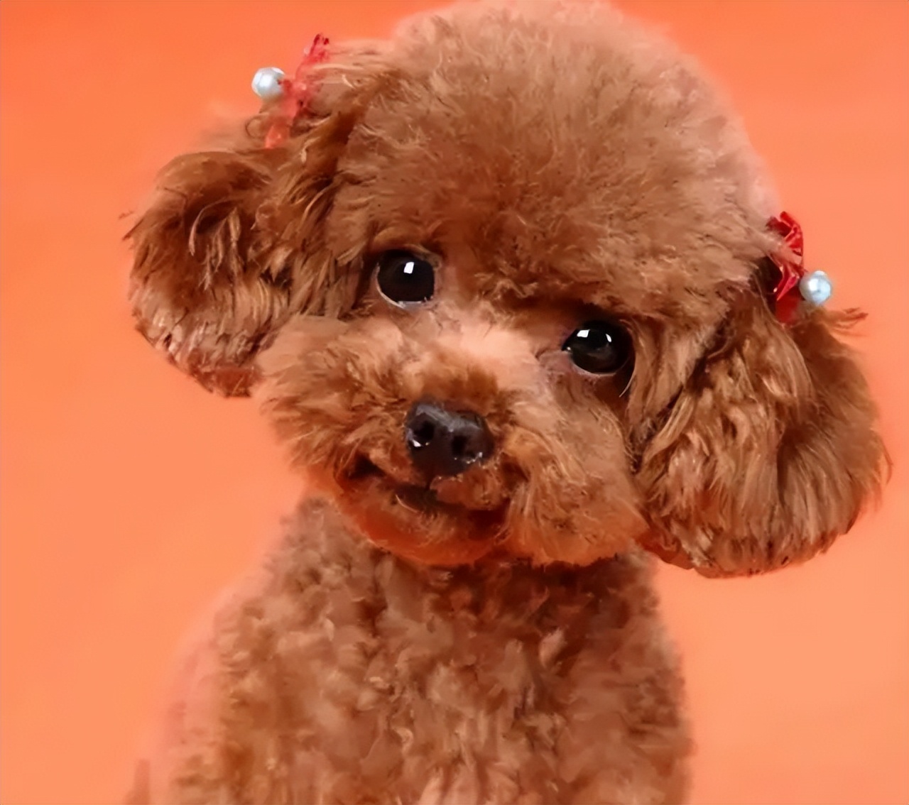 Teddy dog image