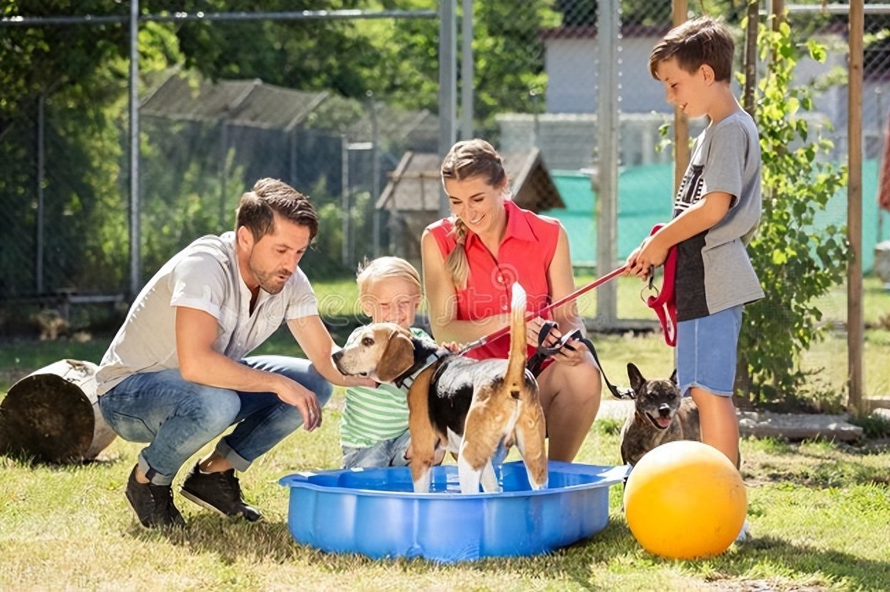 Dog Training Tips: 6 Tricks & 3 Reward Systems for Fast Results