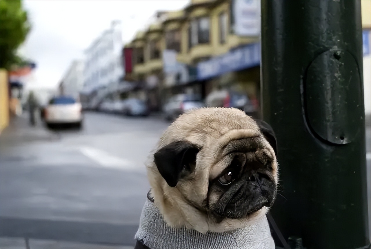 Dog Image 3