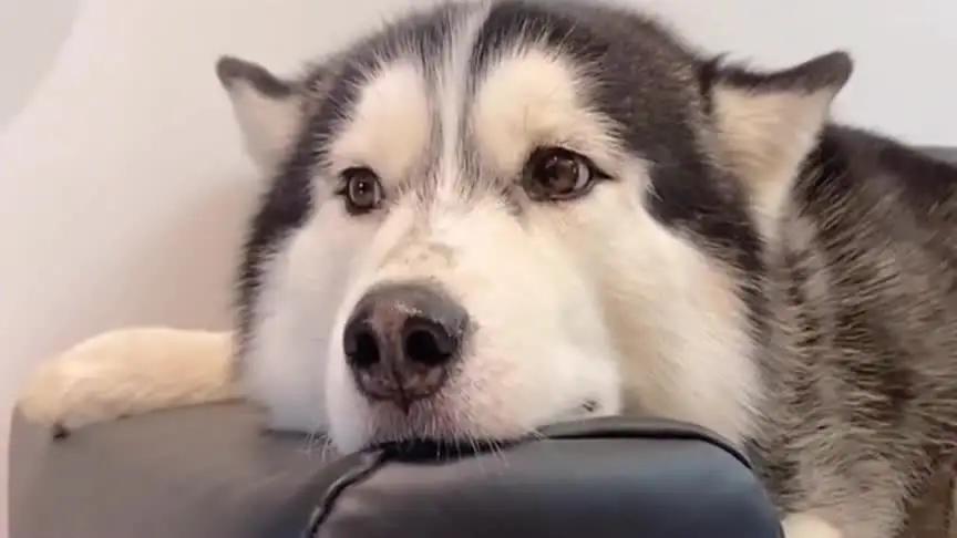 Dog Image 4