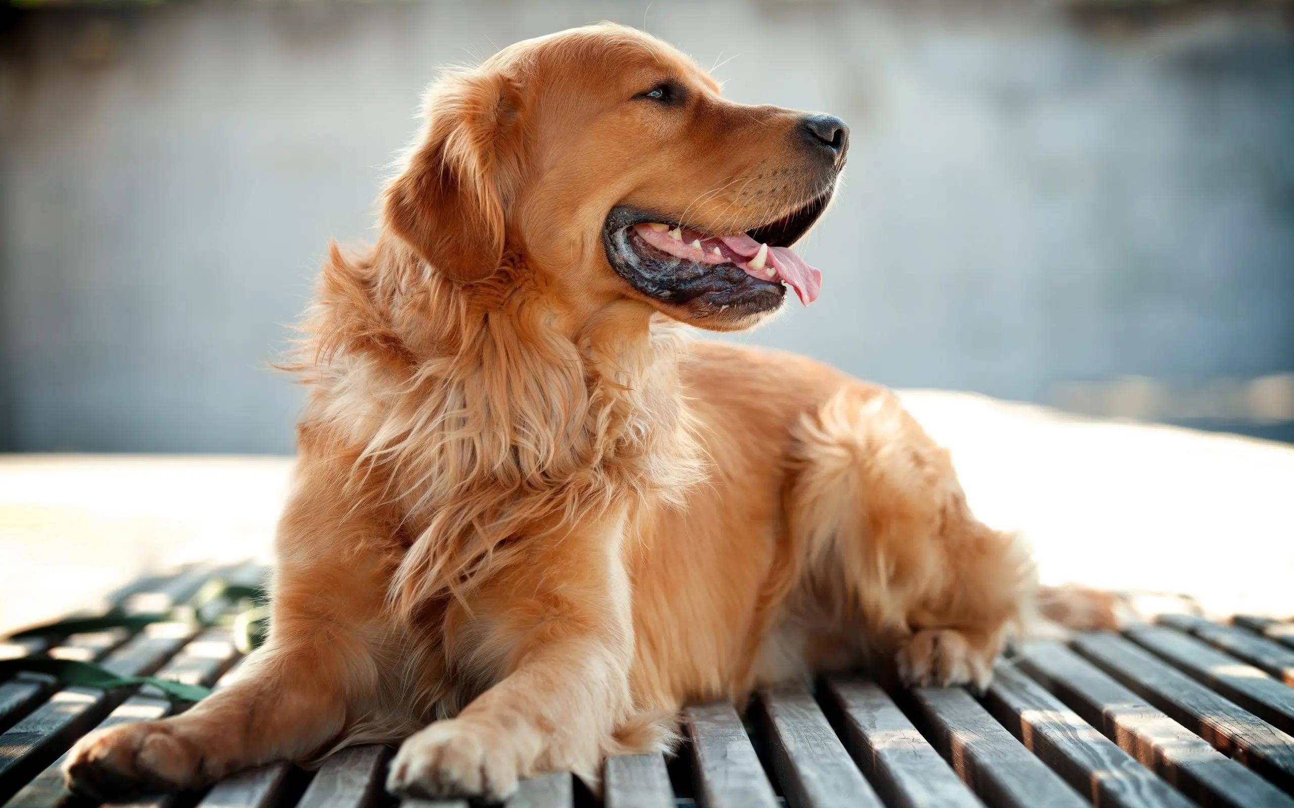 Golden Retriever Image 4