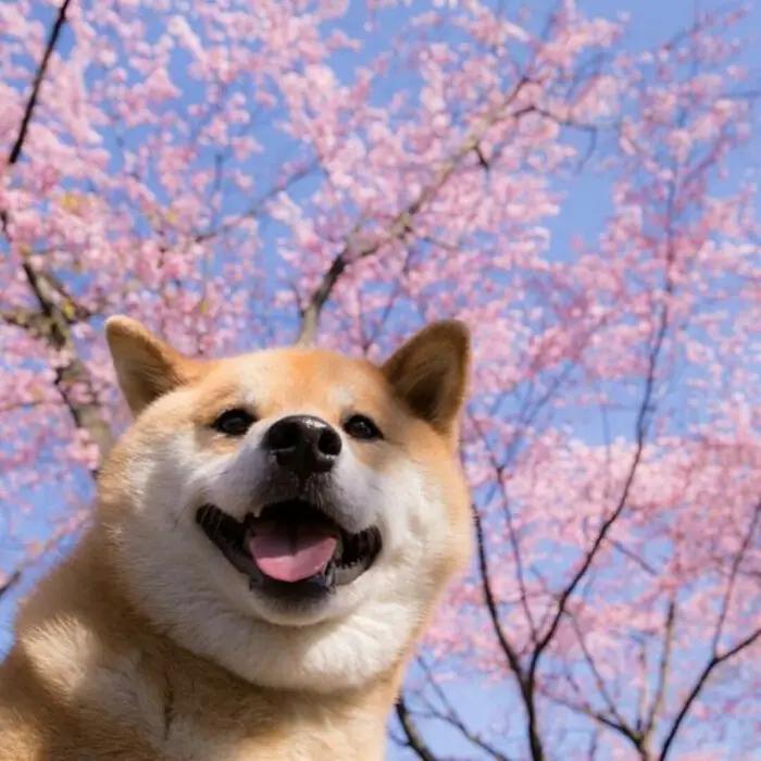 Shiba Inu Challenges: 5 Downsides to Consider