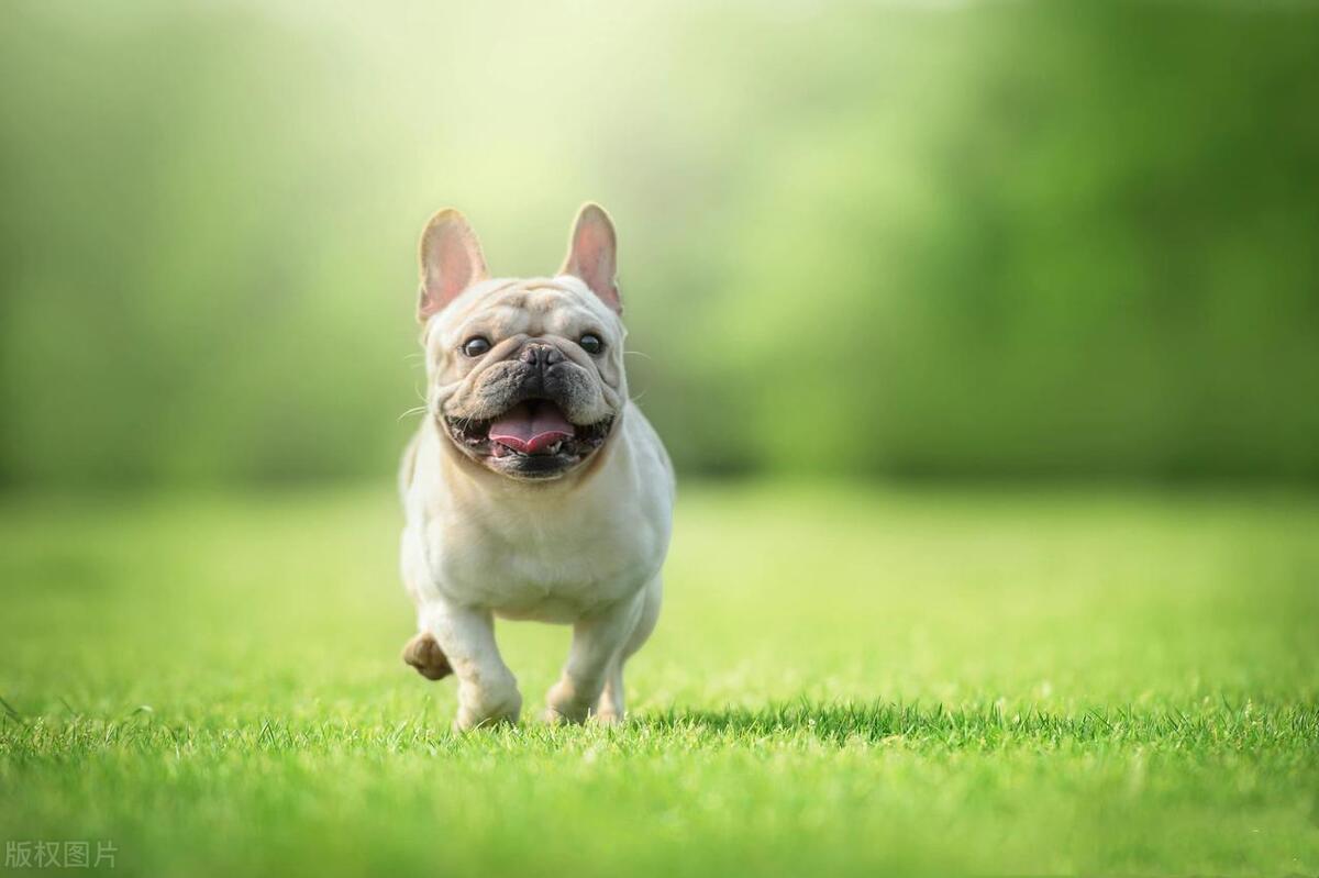 Dog Selling Business: Expert Insights & Key Benefits