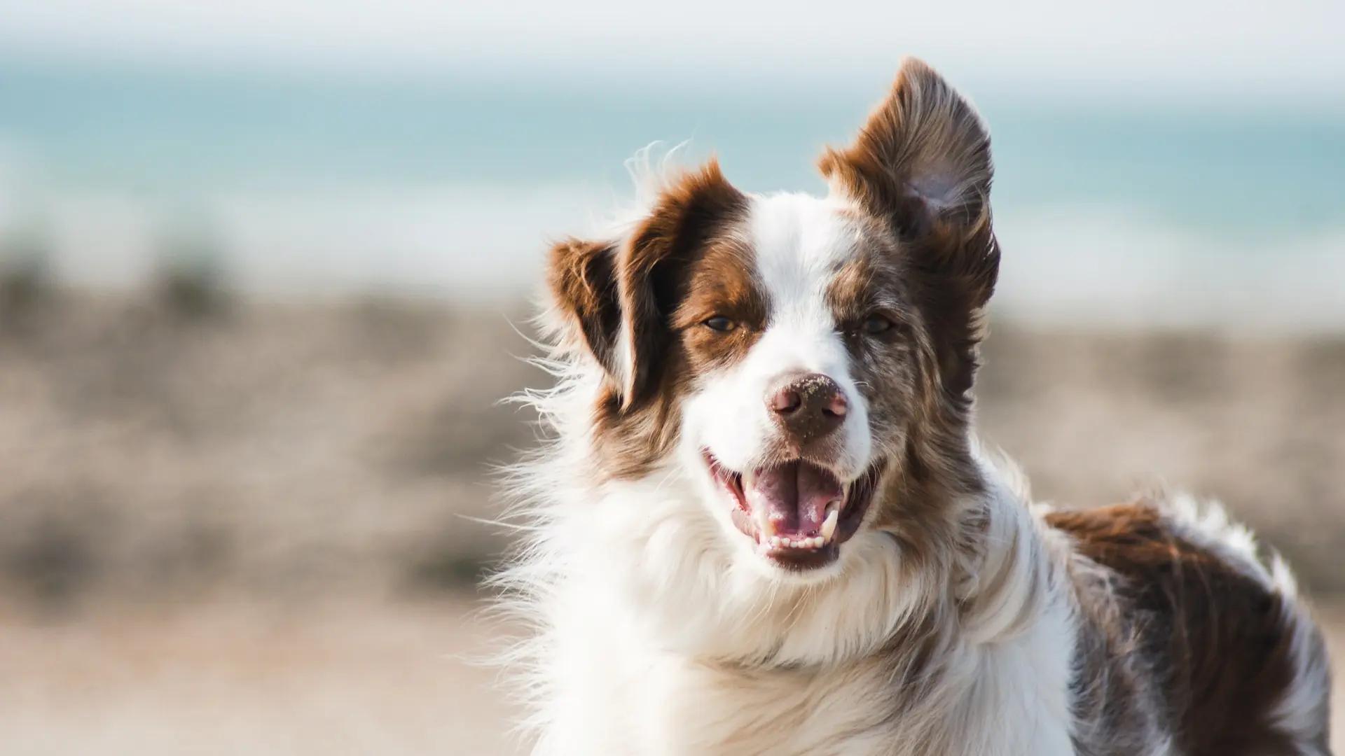 Dog Care Tips: Avoid Harmful Mistakes for a Healthy Pet