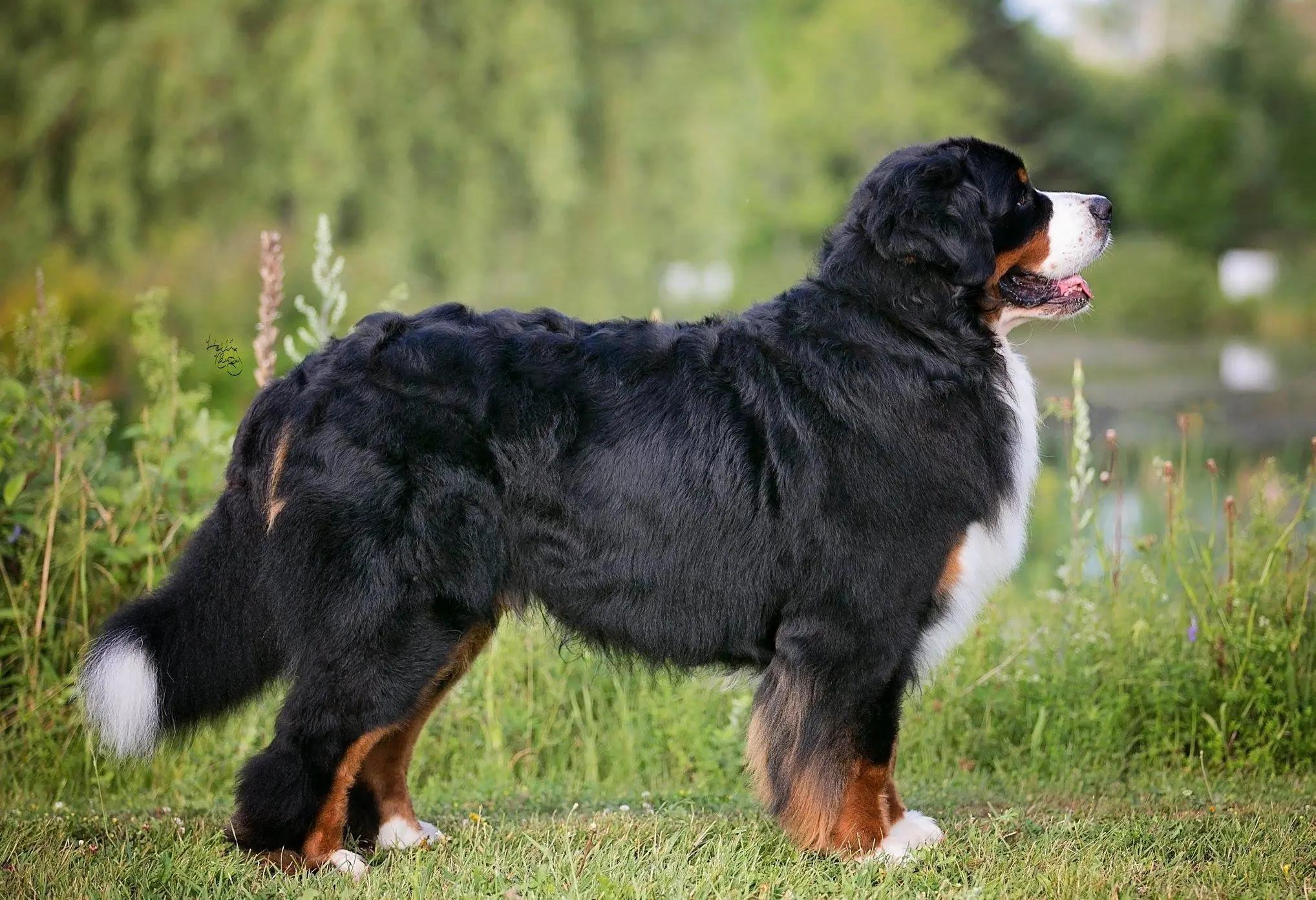Bernese Mountain Dog: Uncover Why Owners Are Hooked