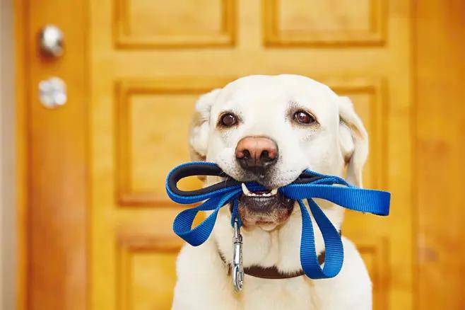 Dog Death Causes: 7 Dangers Every Owner Must Know