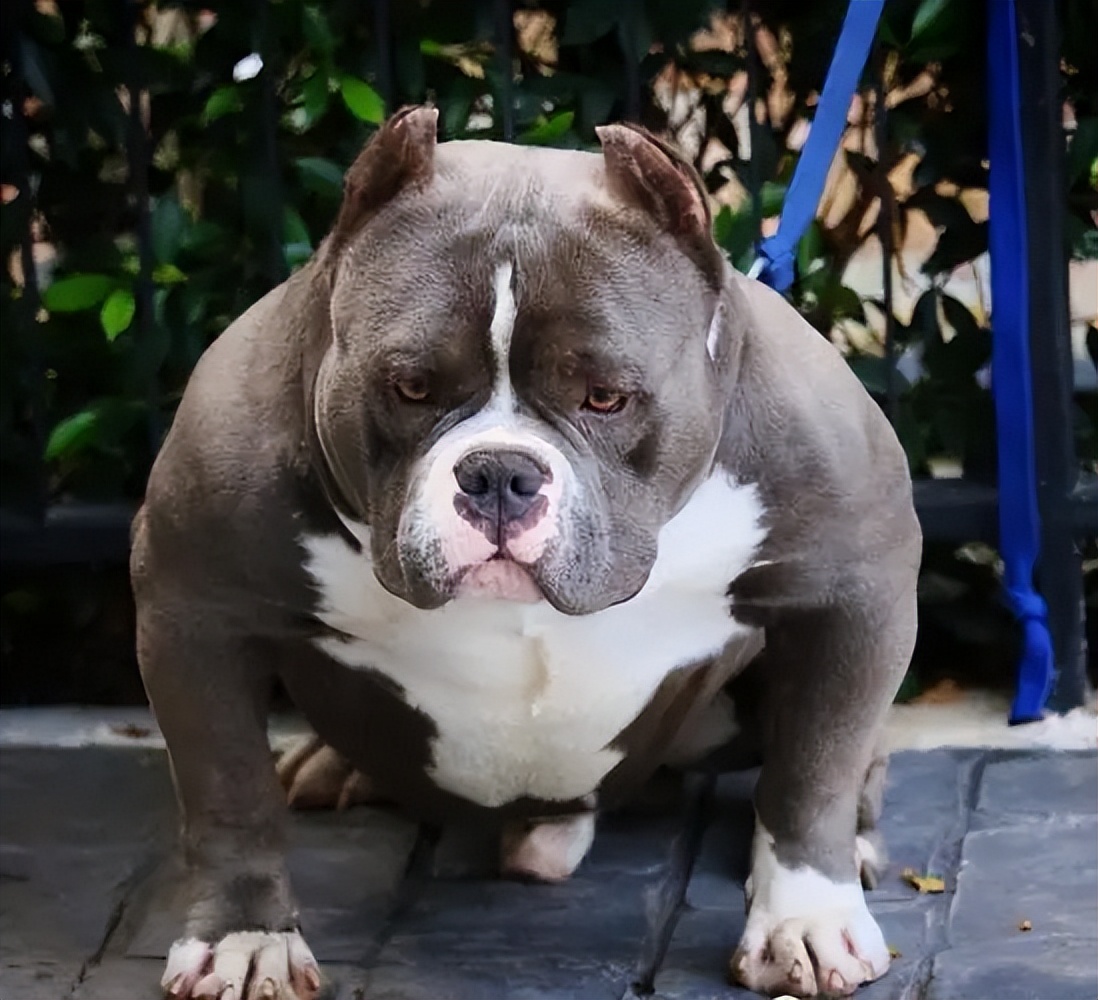 American Bully