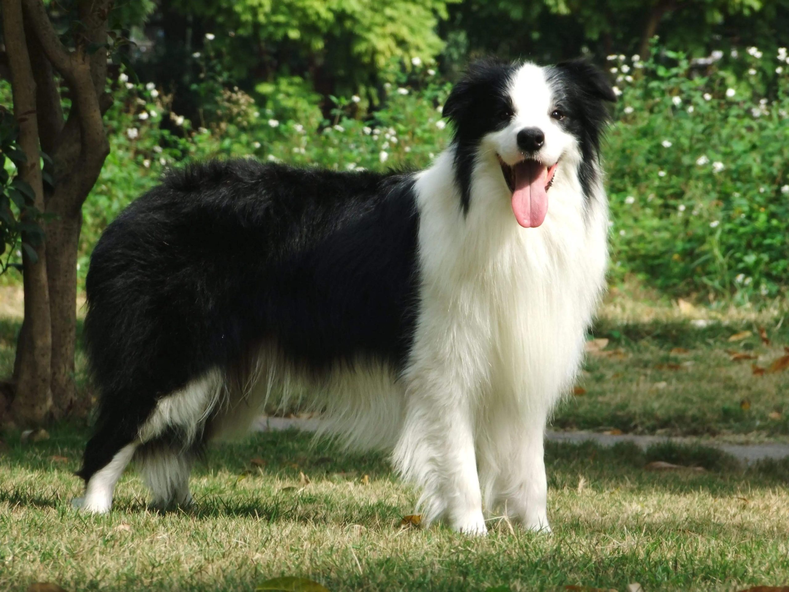 Border Collie Benefits: 4 Unique Advantages Over Other Dogs