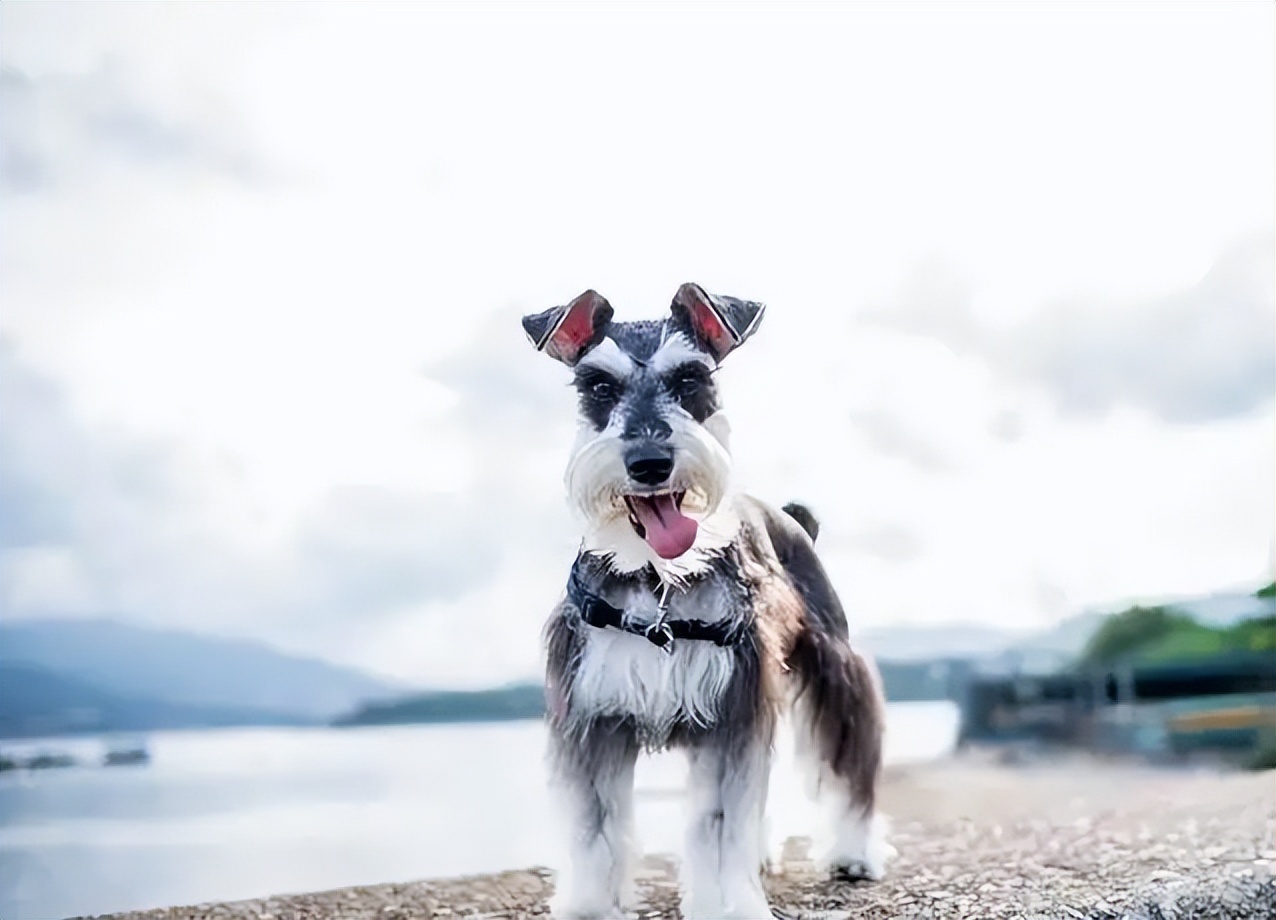 Schnauzer Ear Care