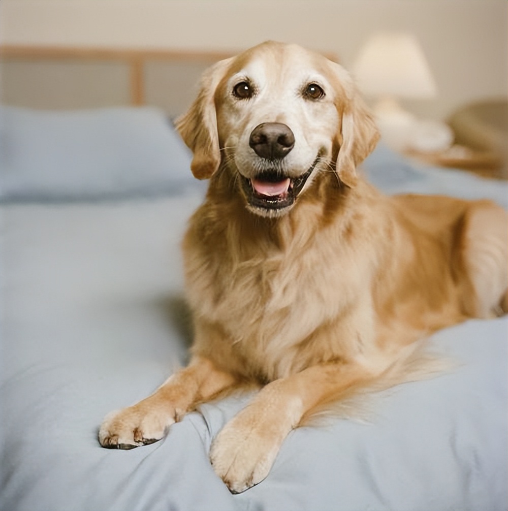 Golden Retriever Image 1
