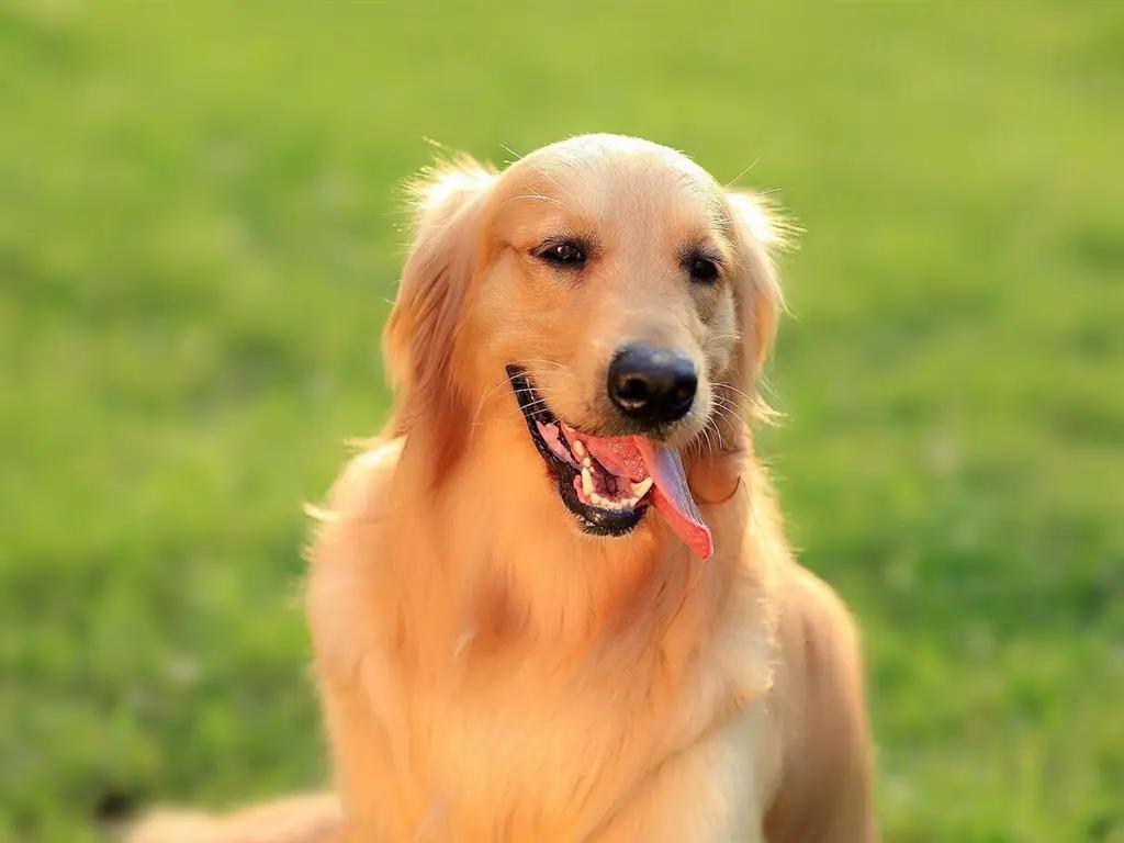 Golden Retriever Image 1