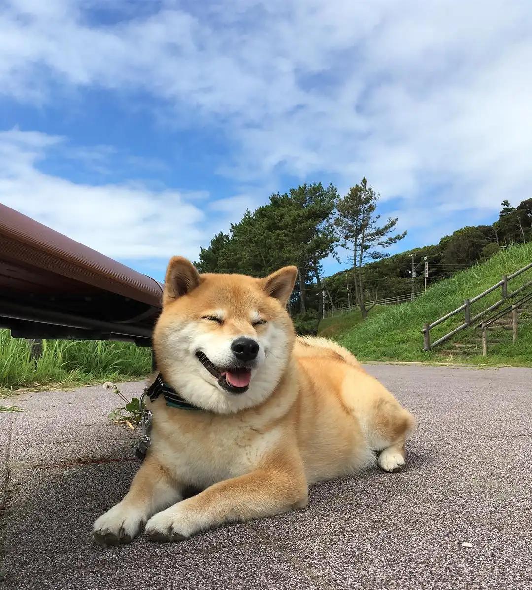 Territorial Shiba Inu