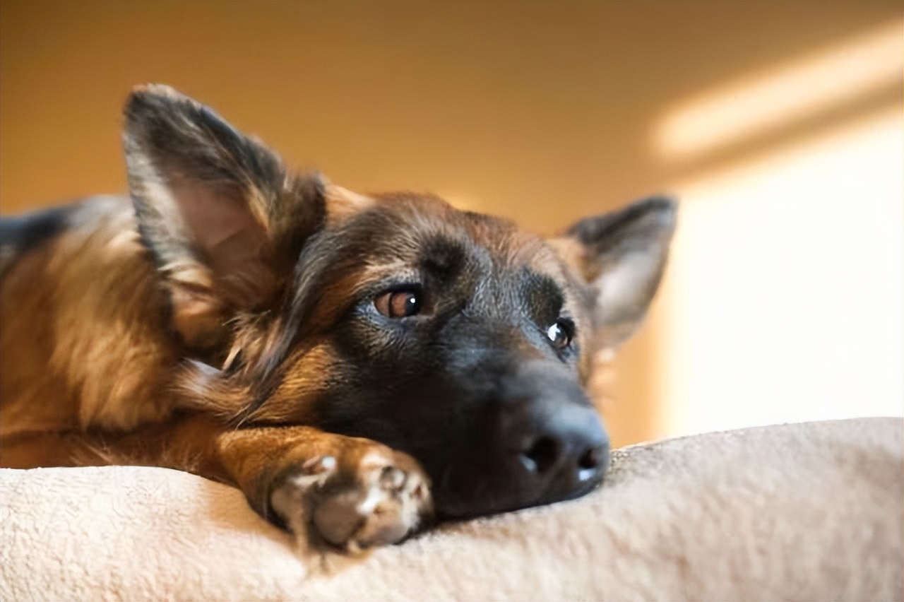 Dog Image 5