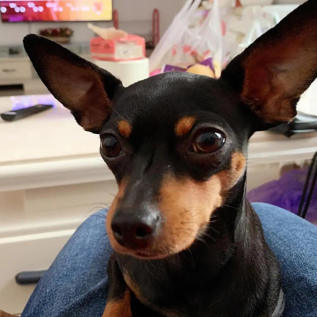 Miniature Pinscher Popularity: Discover Why Owners Won’t Switch