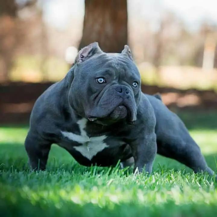 American Bully in Heat