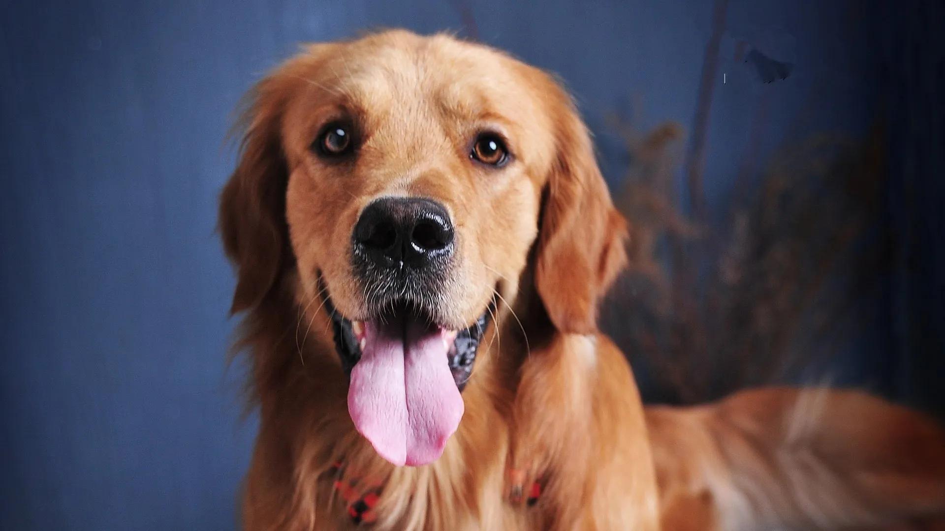 Golden Retriever Symptoms: Spot & Act Quickly