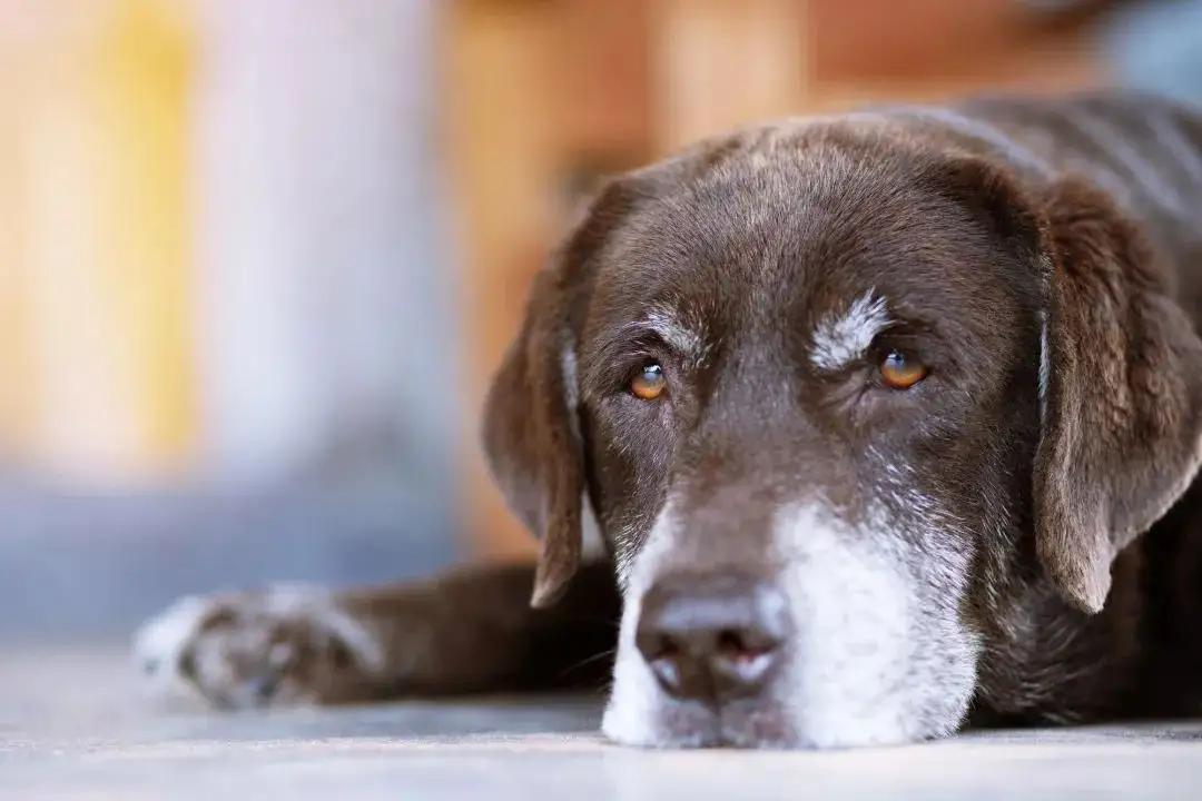 Dog Health Checkups: Essential Exams for Every Age