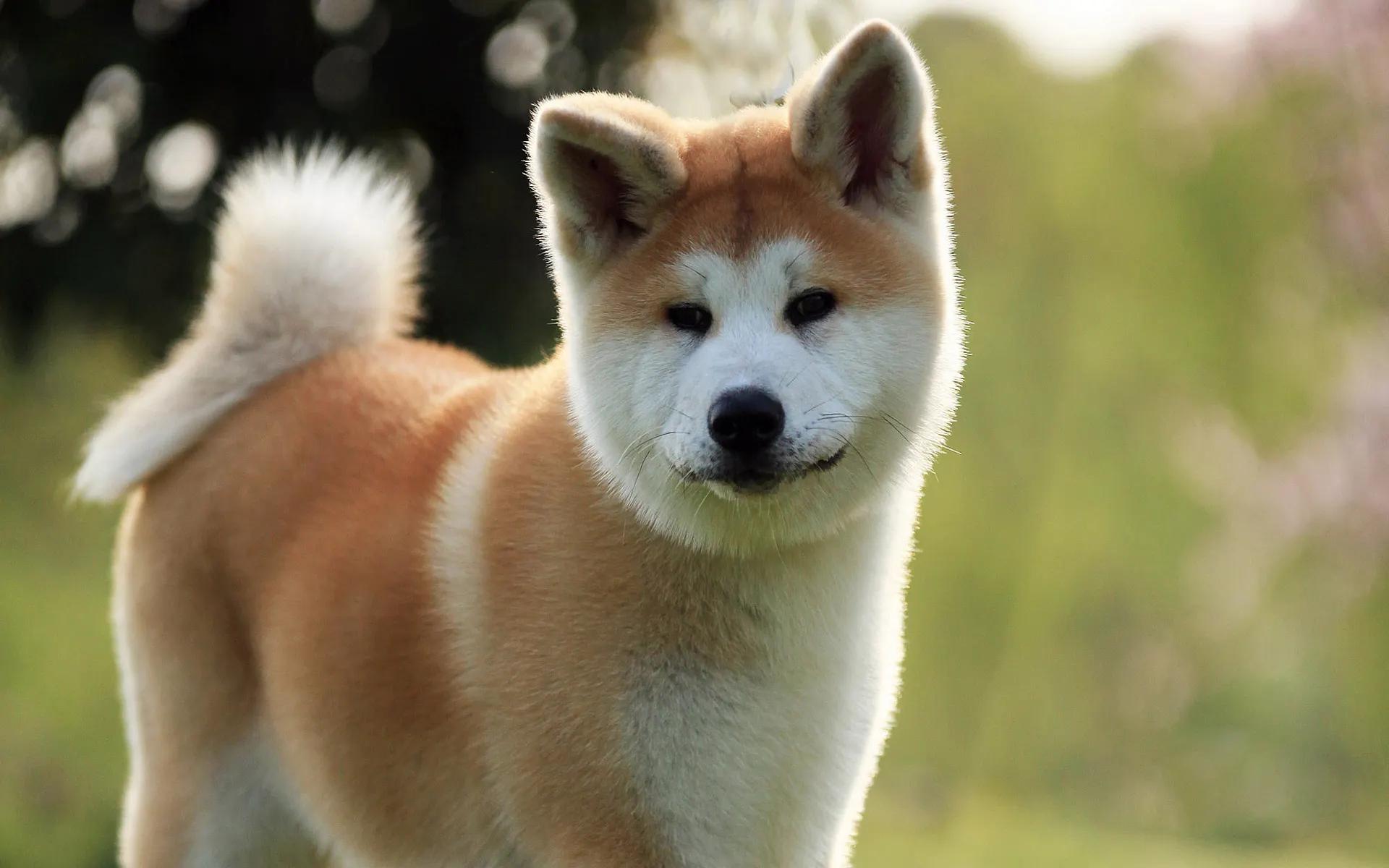 Loyal Dog Breeds: Unwavering Loyalty and Unique Bond