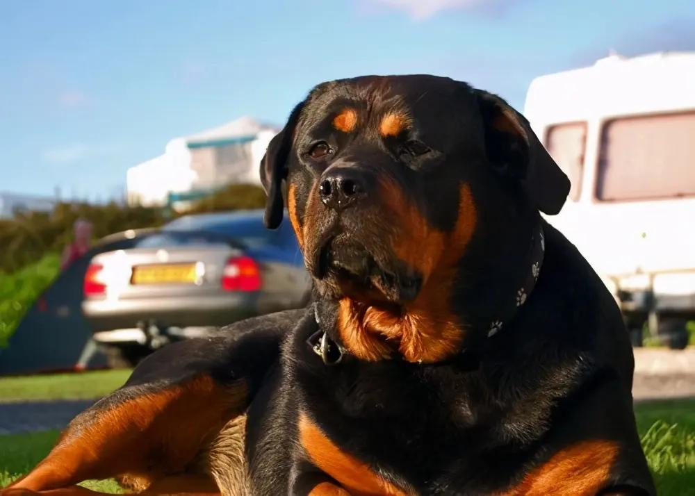 Loyal Dog Breeds: Unwavering Loyalty and Unique Bond