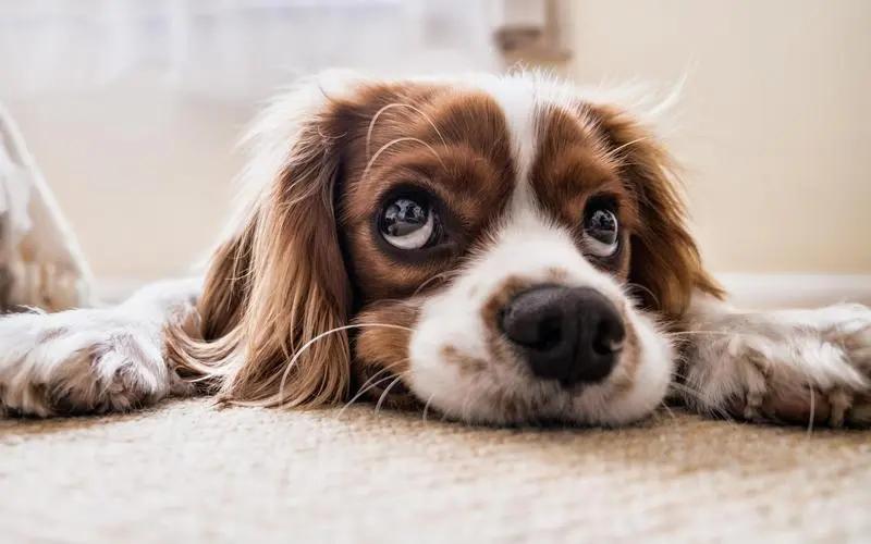 Dog Scratching
