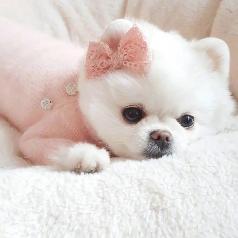 5 Small Dog Breeds with Minimal Odor