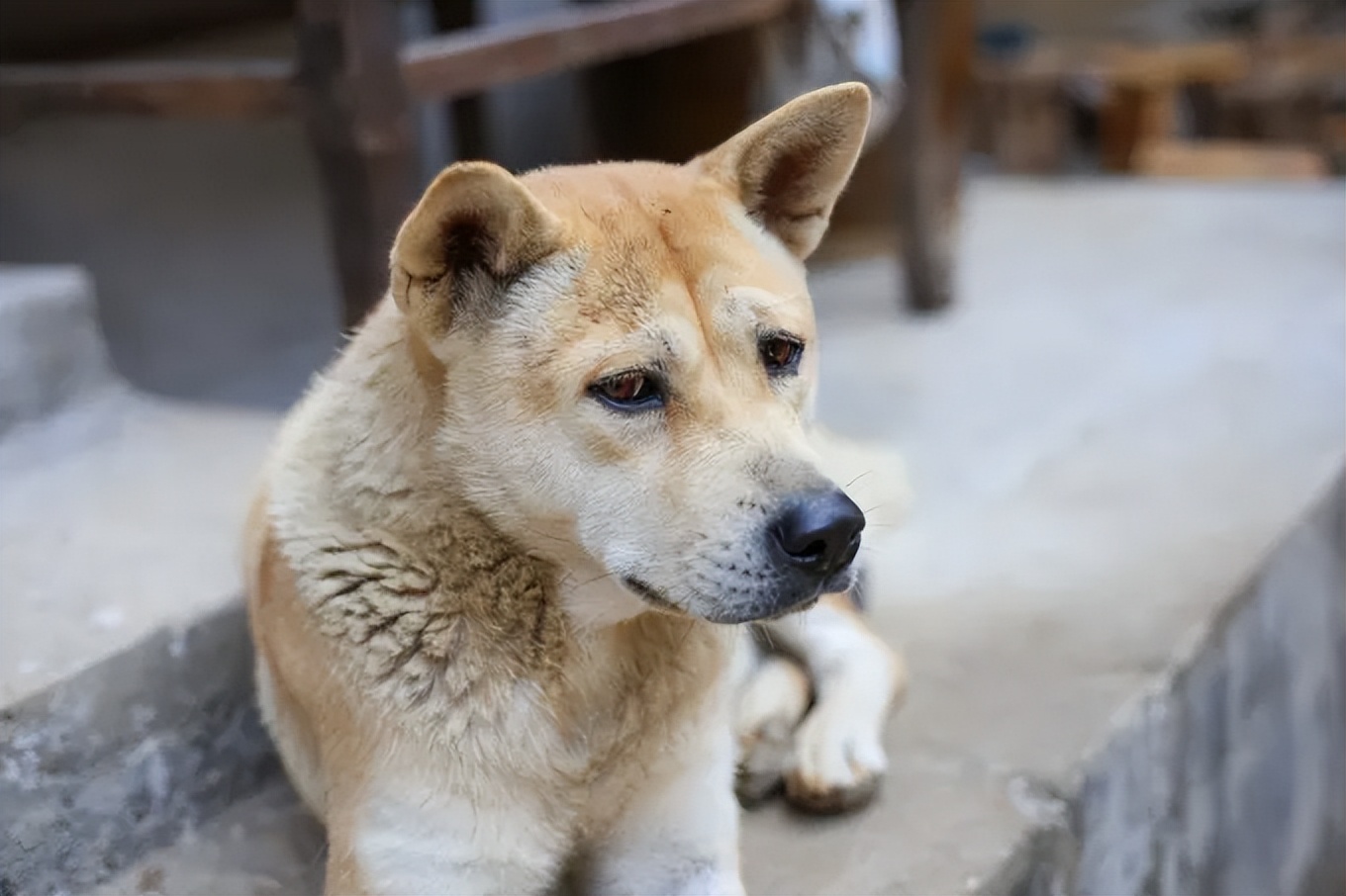 Loyal Dog Breeds: Unwavering Loyalty and Unique Bond
