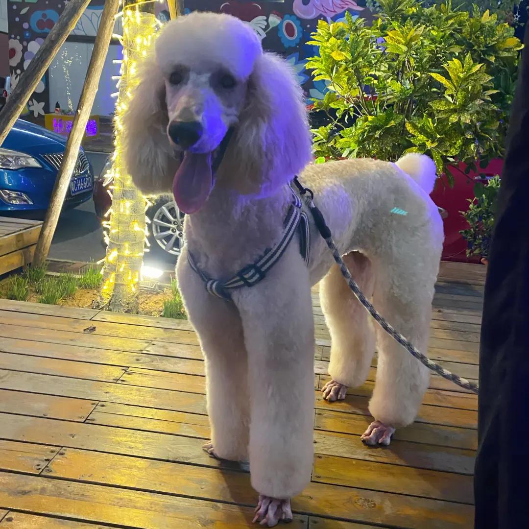 Expensive Dog Breeds to Avoid: Is Yours Listed?