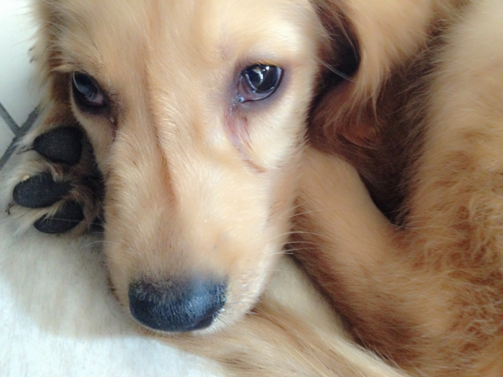 Canine Distemper Virus