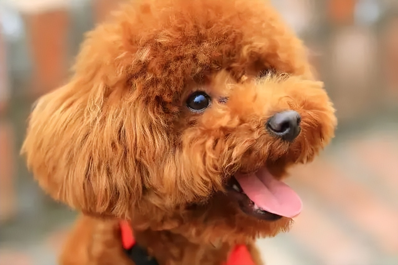 Dog Image 2