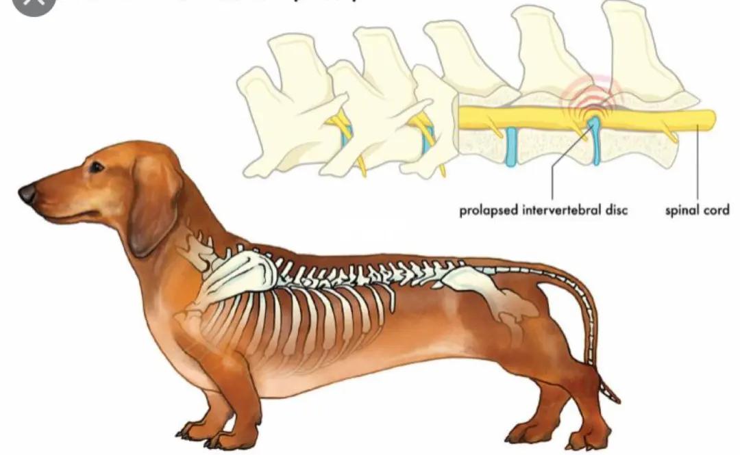 Dog Image