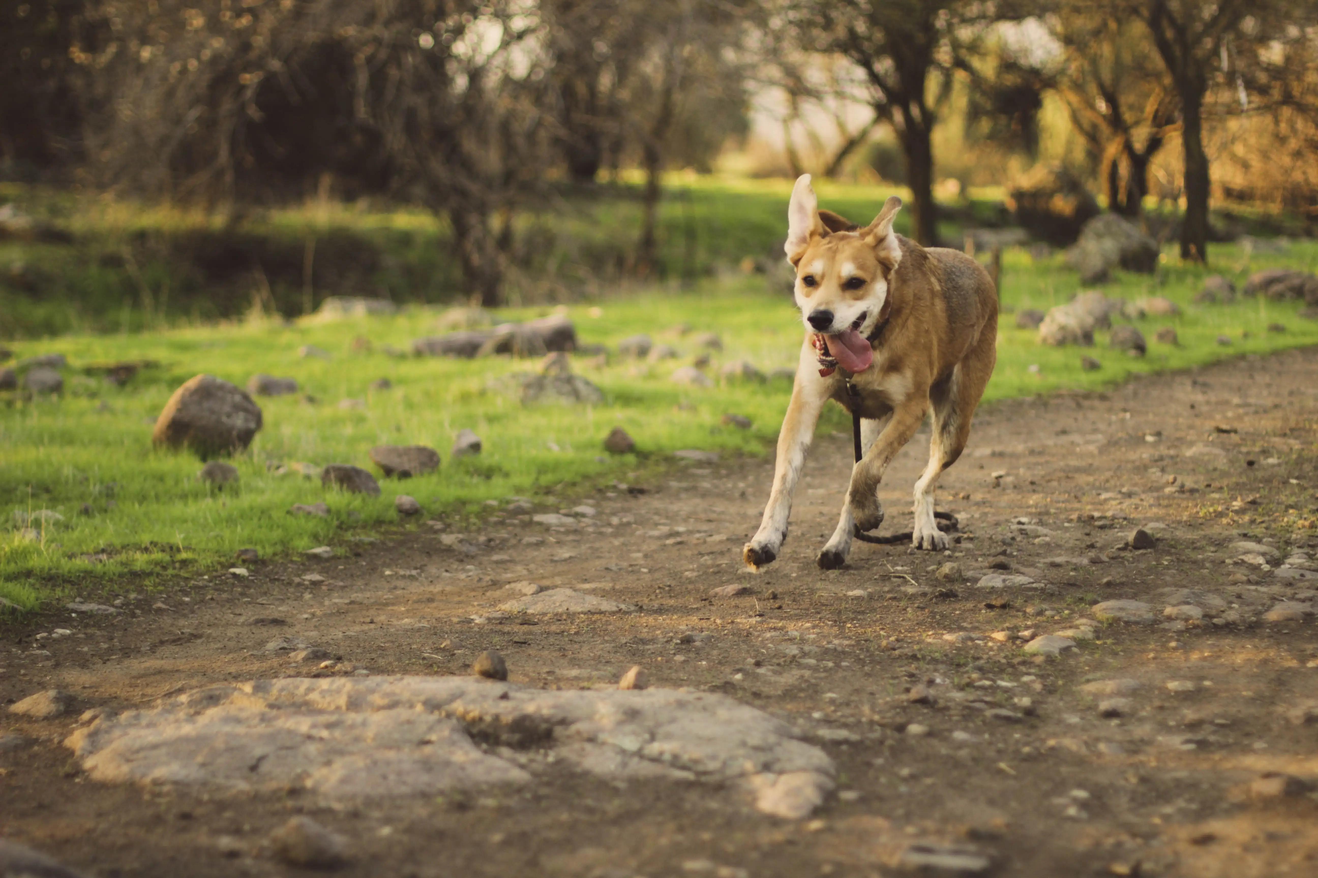 Dog Care Tips: Avoid Harmful Mistakes for a Healthy Pet