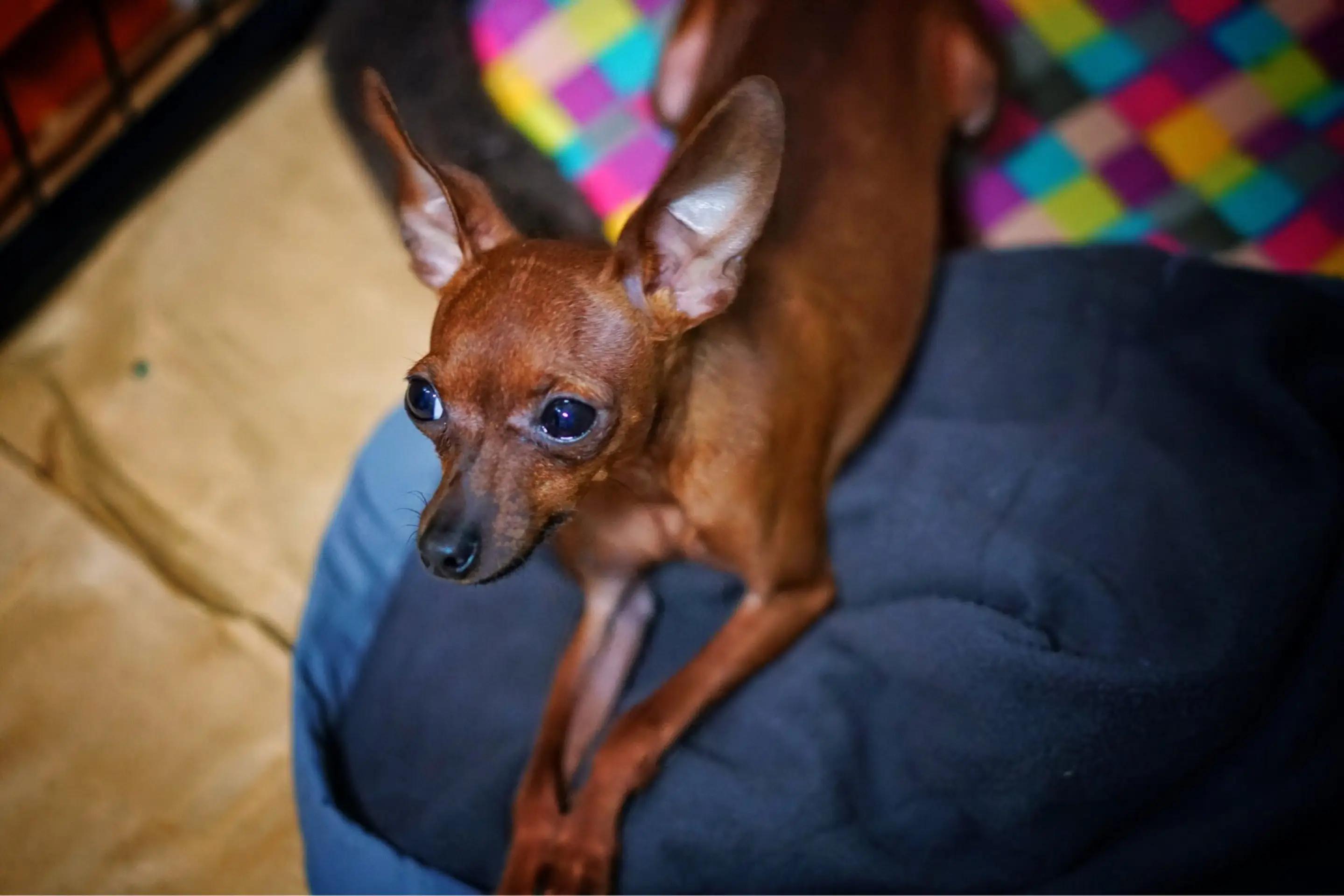Miniature Pinscher Image 2